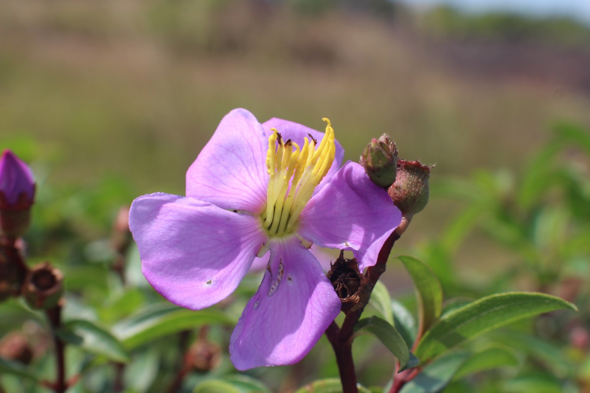 Osbeckia aspera Blume